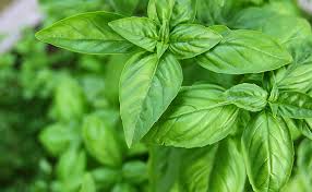 Mengatasi Tekanan Darah Tinggi Secara Alami Mengatasi Tekanan Darah Tinggi Secara Alami